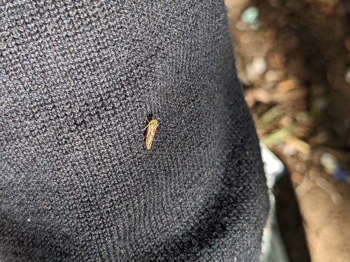 Idiocerus stigmaticalis