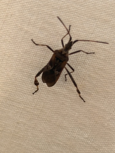 Western Conifer Seed Bug