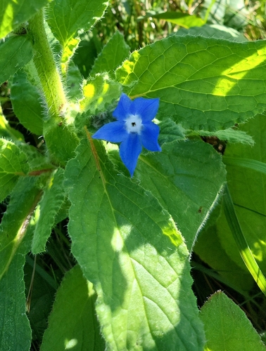 Borage
