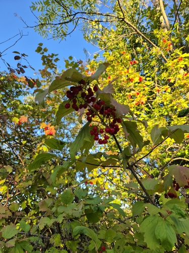 guelder-rose