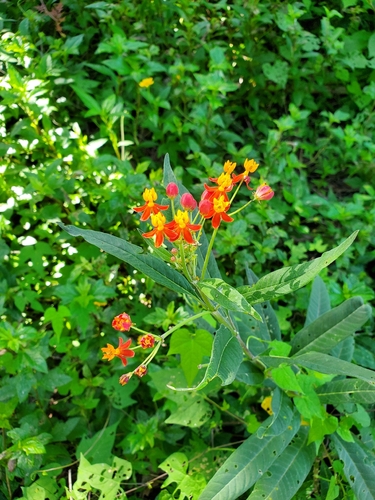 tropical milkweed