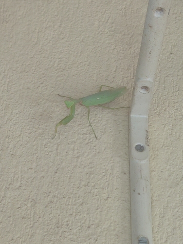 Transcaucasian Giant Mantis