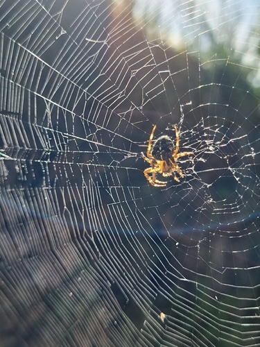 Cross Orbweaver