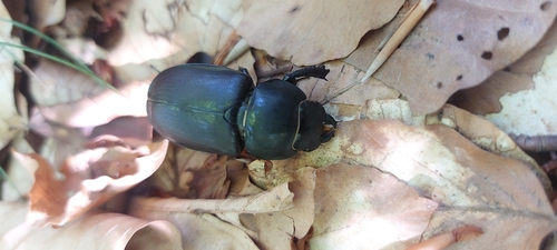 European Stag Beetle