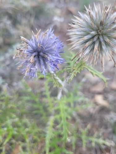 southern globe thistle
