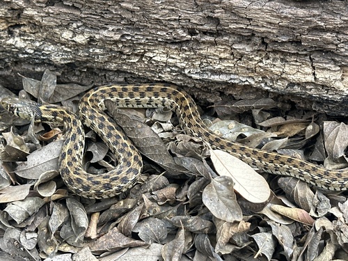 Checkered Garter Snake