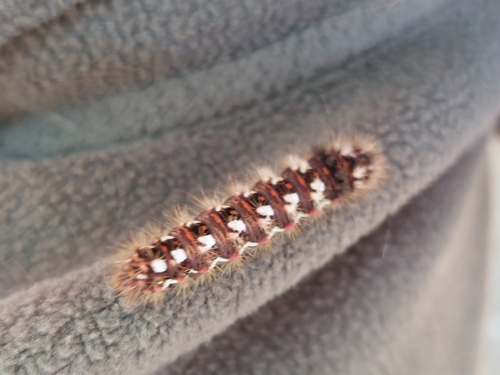 Knot Grass Moth
