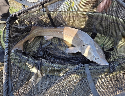 Siberian Sturgeon