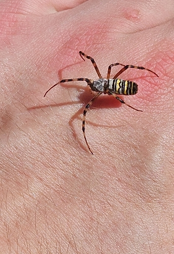 Wasp Spider