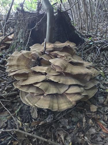 Giant Polypore