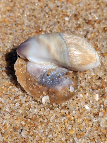 ear ancilla