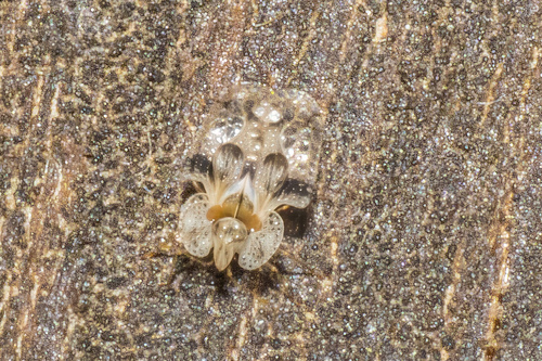 oak lace bug