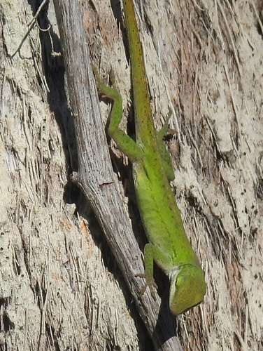 Green Anole
