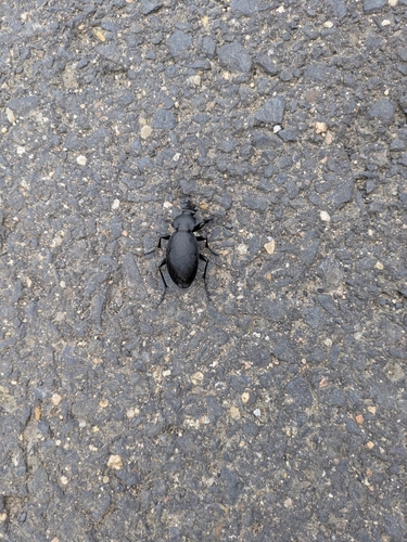 Leather Beetle