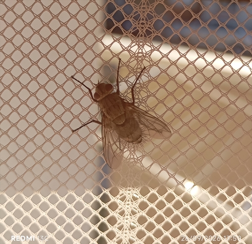 Microphthalma europaea