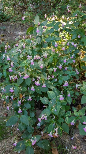 Kashmir Balsam