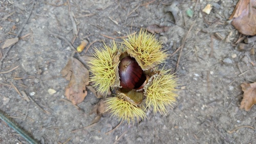 Sweet Chestnut