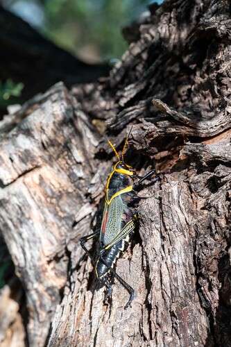 Horse Lubber Grasshopper
