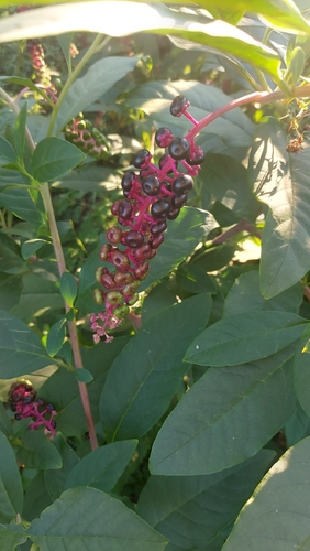 American pokeweed