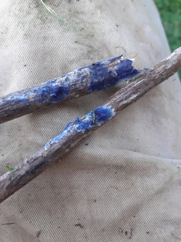 Cobalt Crust