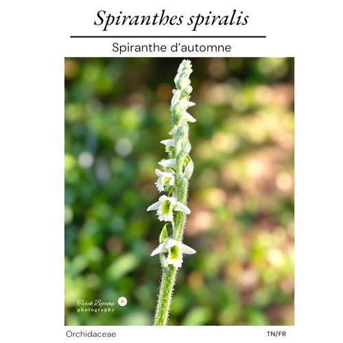 Autumn Ladies' Tresses