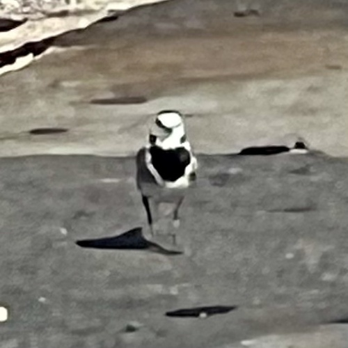 White Wagtail