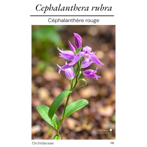 Red Helleborine