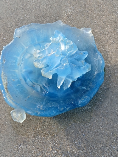Dustbin-lid Jelly