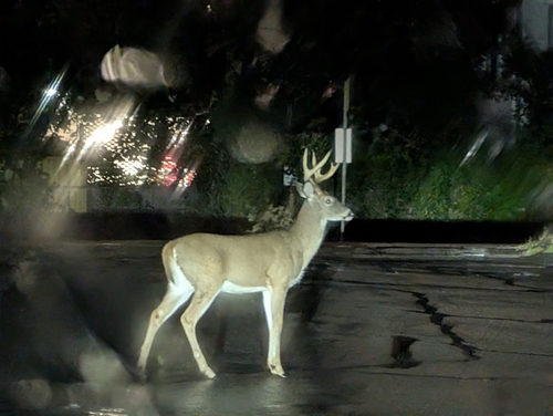White-tailed Deer