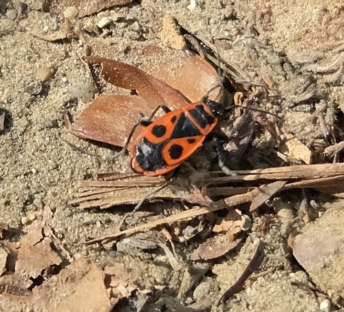 European Firebug