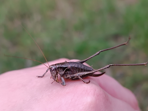 Dark Bush-cricket