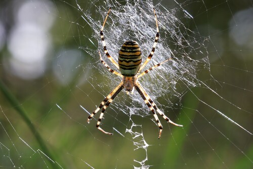 Wasp Spider