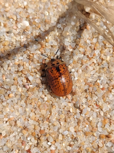 Chelymorpha varians