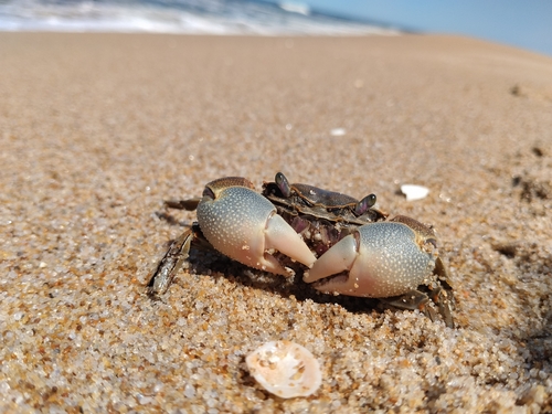 Granulated Crab