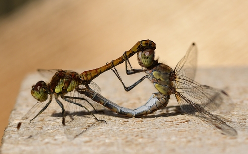 Common Darter