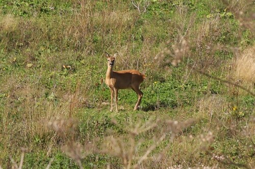 Western Roe Deer