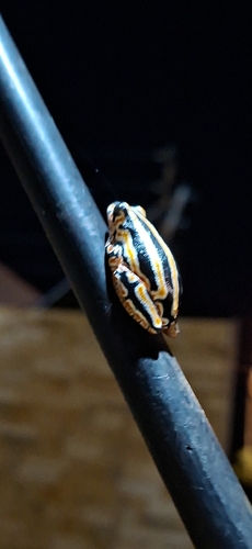 Painted Reed Frog
