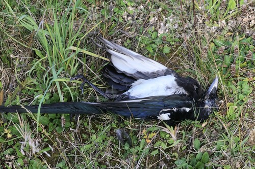 Eurasian Magpie