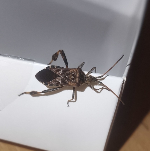 Western Conifer Seed Bug