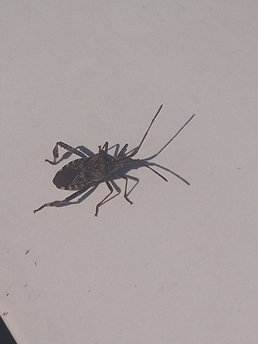 Western Conifer Seed Bug