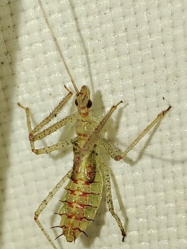 Leafhopper Assassin Bug