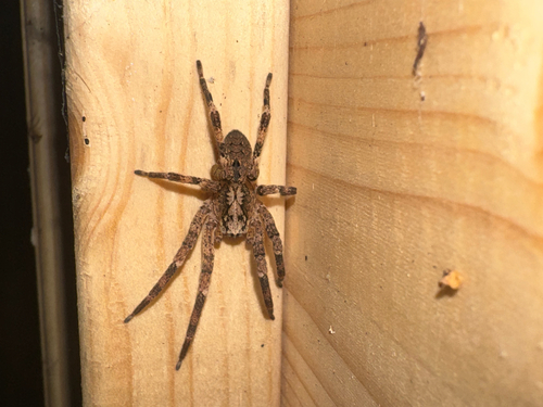 Mediterranean Spiny False Wolf Spider