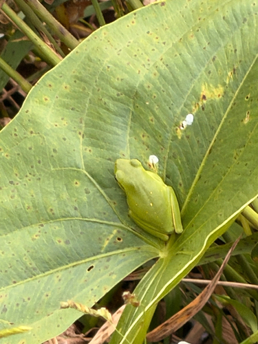 Green Treefrog
