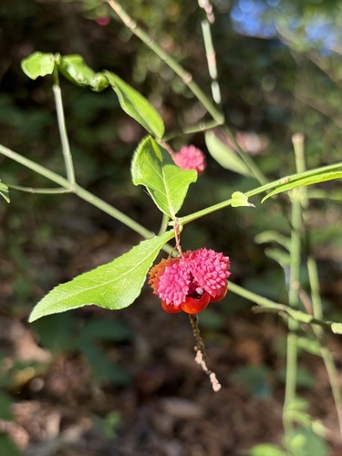 strawberry bush