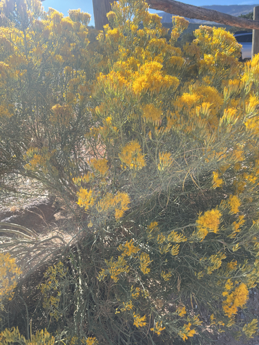 Rubber Rabbitbrush