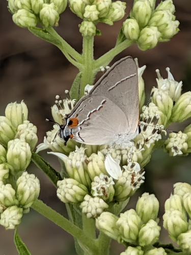 Gray Hairstreak