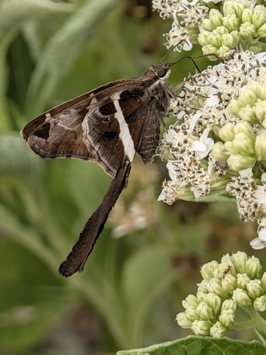 White-striped Longtail