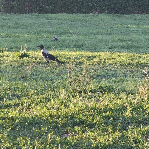 Hooded Crow