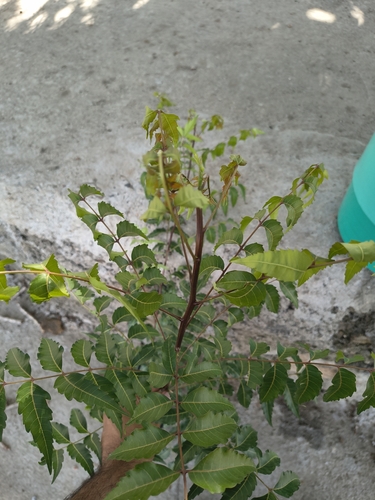 Neem