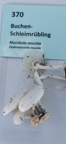porcelain mushroom